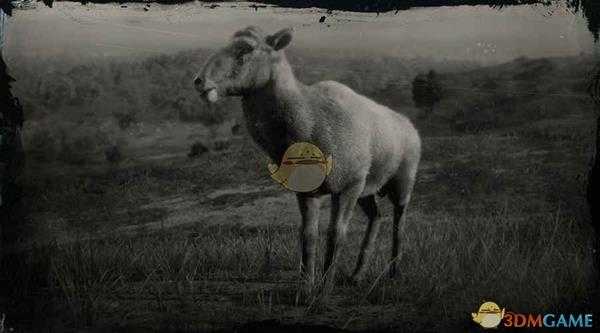 《荒野大镖客2》沙漠盘羊图鉴一览