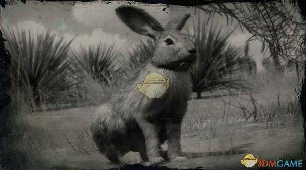 《荒野大镖客2》黑尾兔图鉴一览