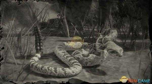 《荒野大镖客2》菱斑响尾蛇图鉴一览