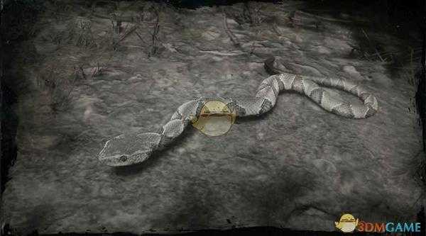 《荒野大镖客2》南部铜斑蛇图鉴一览