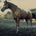 《荒野大镖客2》毯斑毛色阿帕卢萨马属性一览