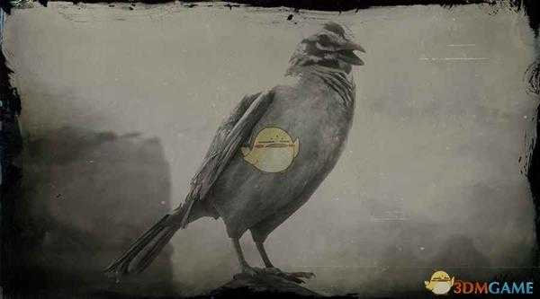 《荒野大镖客2》金冠雀图鉴一览