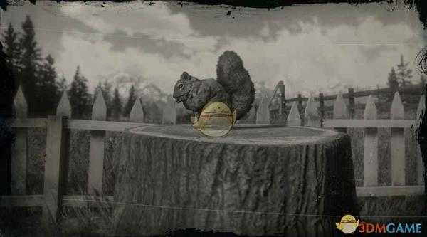 《荒野大镖客2》美国红松鼠图鉴一览