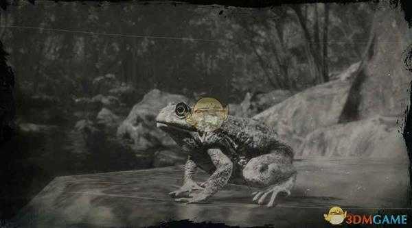 《荒野大镖客2》北美西部蟾蜍图鉴一览