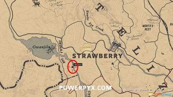 《荒野大镖客2》西部火鸡秃鹫图鉴一览