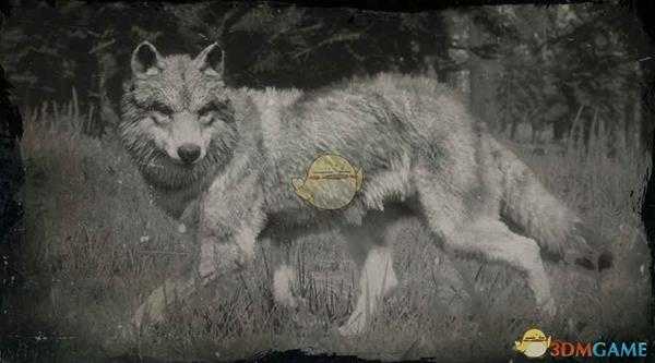 《荒野大镖客2》灰狼图鉴一览