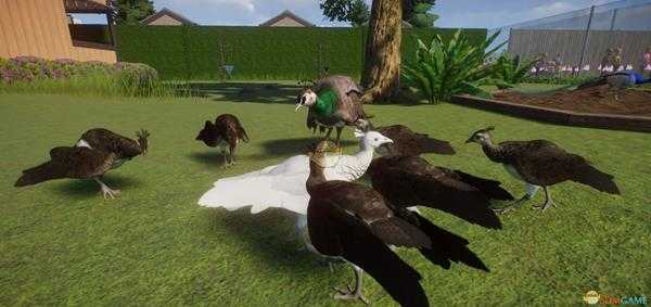 《动物园之星》孔雀开局注意事项一览