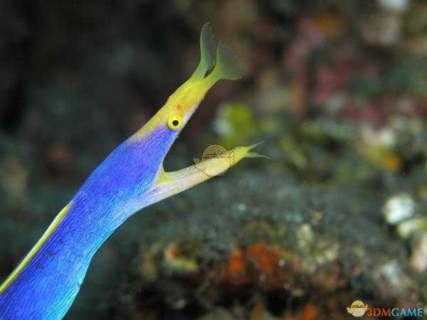 《集合啦！动物森友会》五彩鳗图鉴