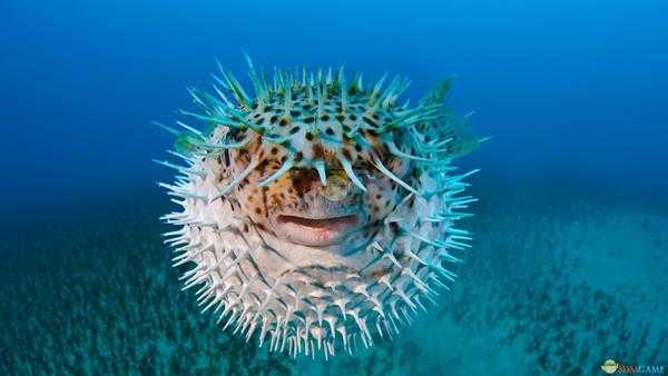 《集合啦！动物森友会》刺豚图鉴