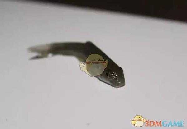 《集合啦！动物森友会》温泉医生鱼图鉴