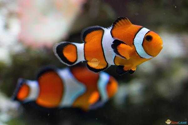 《集合啦！动物森友会》小丑鱼图鉴