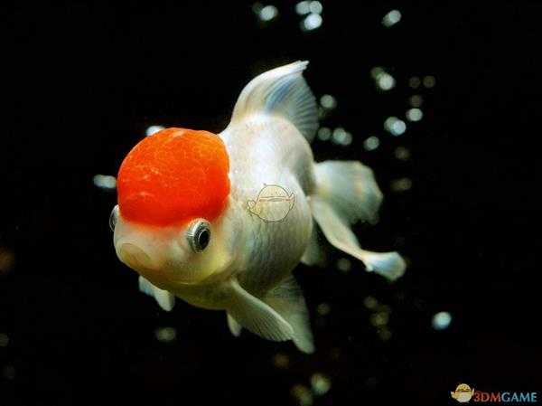 《集合啦！动物森友会》兰寿金鱼图鉴