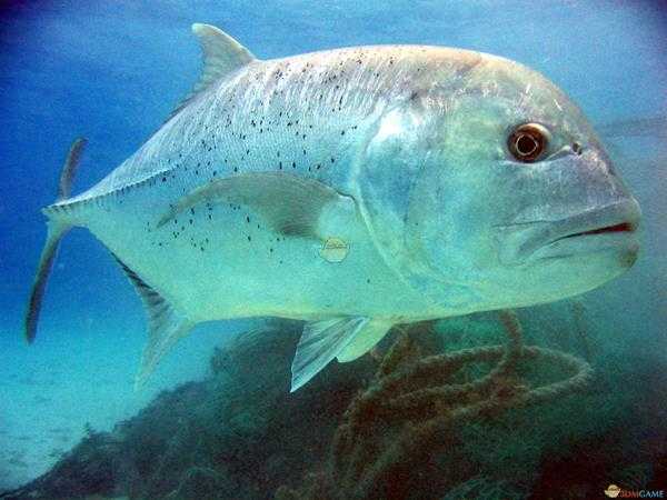 《集合啦！动物森友会》白面弄鱼图鉴