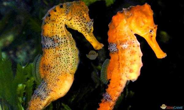 《集合啦！动物森友会》海马图鉴