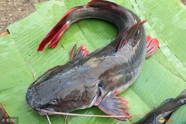 《集合啦！动物森友会》鲶鱼图鉴