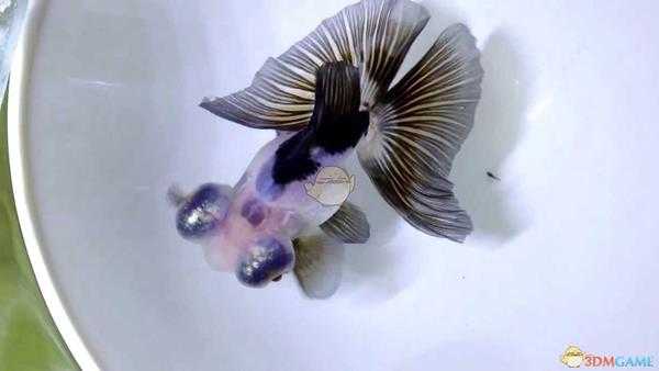 《集合啦！动物森友会》龙睛金鱼图鉴