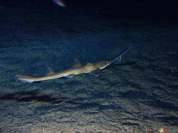 《集合啦！动物森友会》锯鲨图鉴