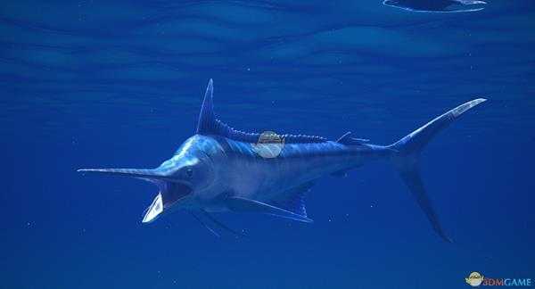 《集合啦！动物森友会》旗鱼图鉴