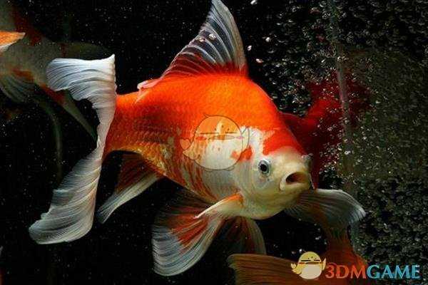 《集合啦！动物森友会》金鱼图鉴