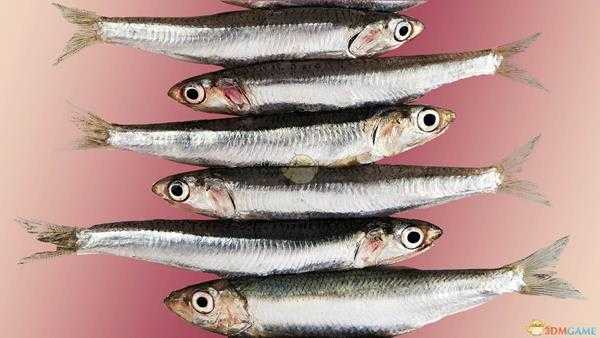 《集合啦！动物森友会》凤尾鱼图鉴