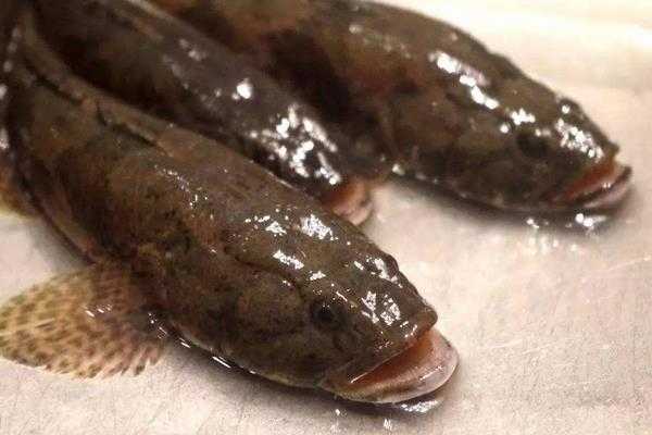 《集合啦!动物森友会》塘鳢鱼图鉴