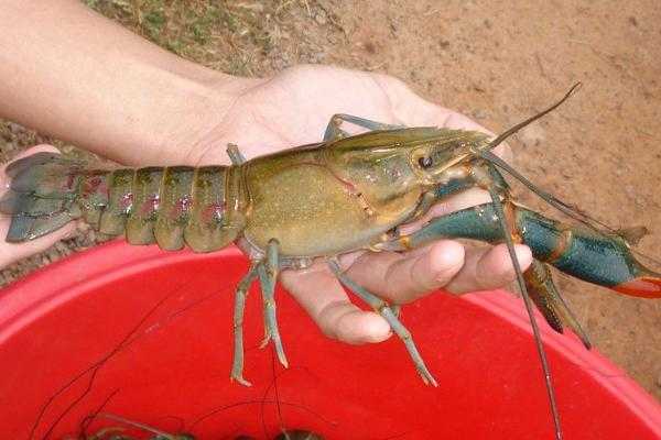 《集合啦!动物森友会》淡水龙虾图鉴