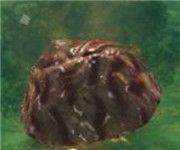 《Valheim:英灵神殿》全生物怪物属性特点一览