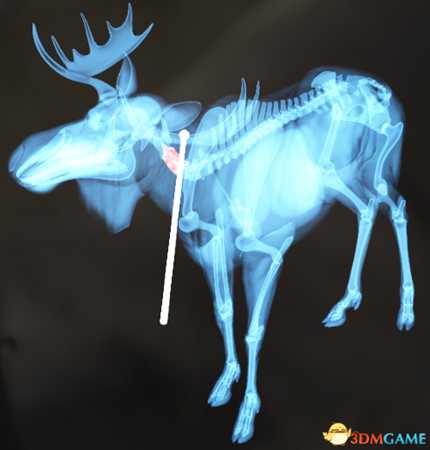 猎人荒野的呼唤个动物秒杀位置介绍