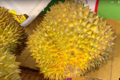 榴莲怎么看熟不熟(看这4个特征,选的榴莲既熟又饱满)