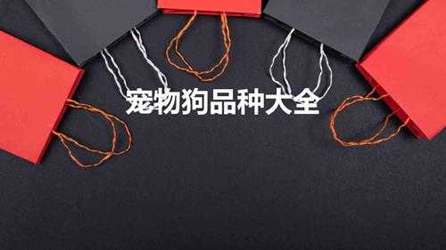 宠物狗品种大全(适合养的宠物狗的种类介绍及图片)