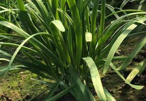 移栽韭菜的方法和步骤(主要有这4步,学会轻松移栽),