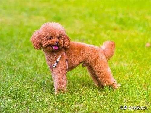 养泰迪的注意事项(铲屎官千万要早知道)