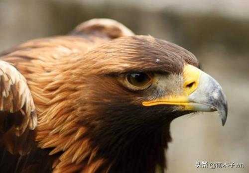 雕和鹰的区别在哪里(怎么区分)