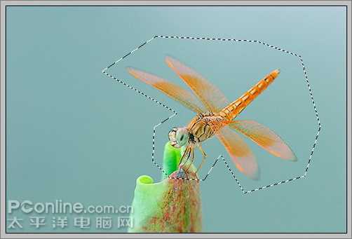 Photoshop CS3教程:蜻蜓落荷花动画