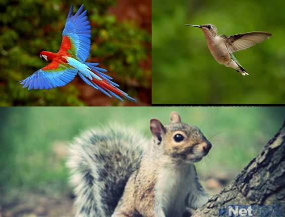 photoshop中合成一个玄幻动物教程