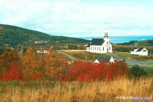 摄影技巧:教你如何拍出最美的秋天树叶风景