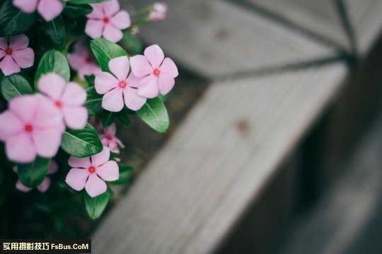 五个拍摄技巧 让你拍摄出别致花卉