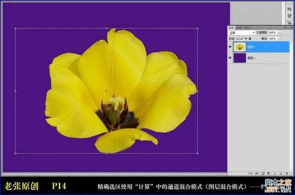 Photoshop通过计算命令无限改变花的颜色图文教程