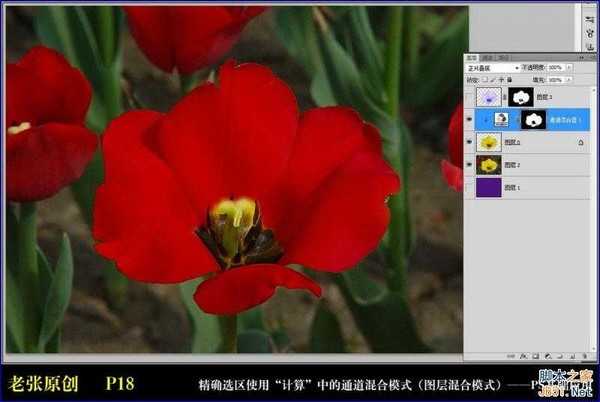 Photoshop通过计算命令无限改变花的颜色图文教程