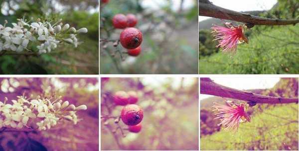 PS新手教程:三种图片快速调色法