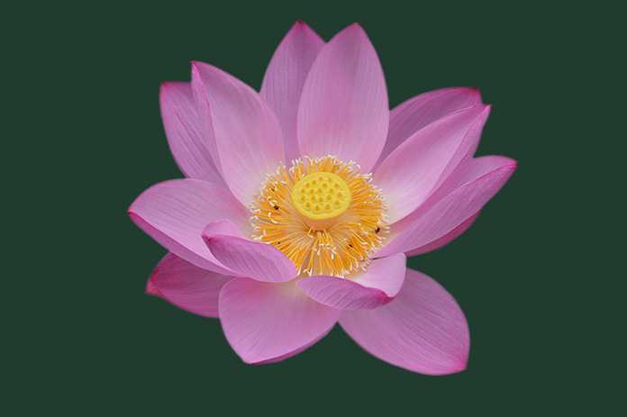 Photoshop怎么用曲线工具快速抠出池塘里的荷花?