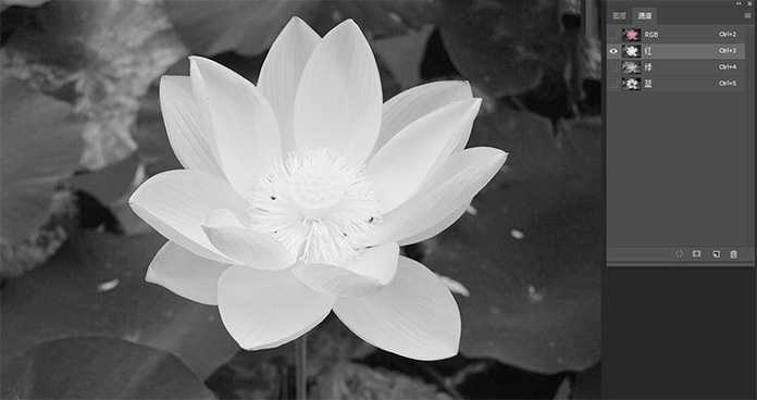 Photoshop怎么用曲线工具快速抠出池塘里的荷花?