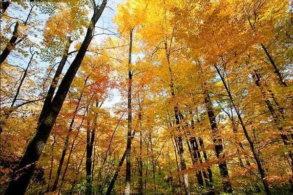 Photoshop给秋天的森林图片添加阳光四射动画效果教程
